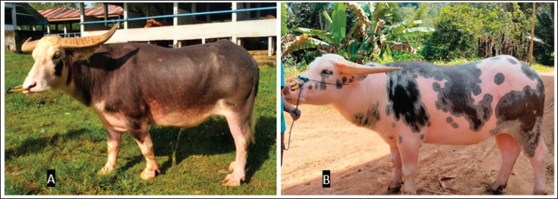 The frozen-thawed sperm protein of Indonesian Toraya buffaloes is significantly associated with sperm kinematics, acrosome integrity, and mitochondrial membrane potential.
