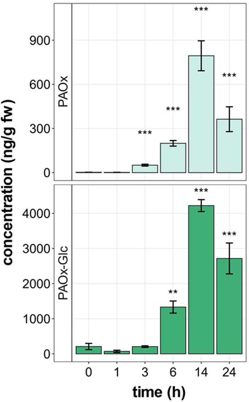 Robotic mechanical wounding is sufficient to induce phenylacetaldoxime accumulation in <i>Tococa quadrialata</i>.