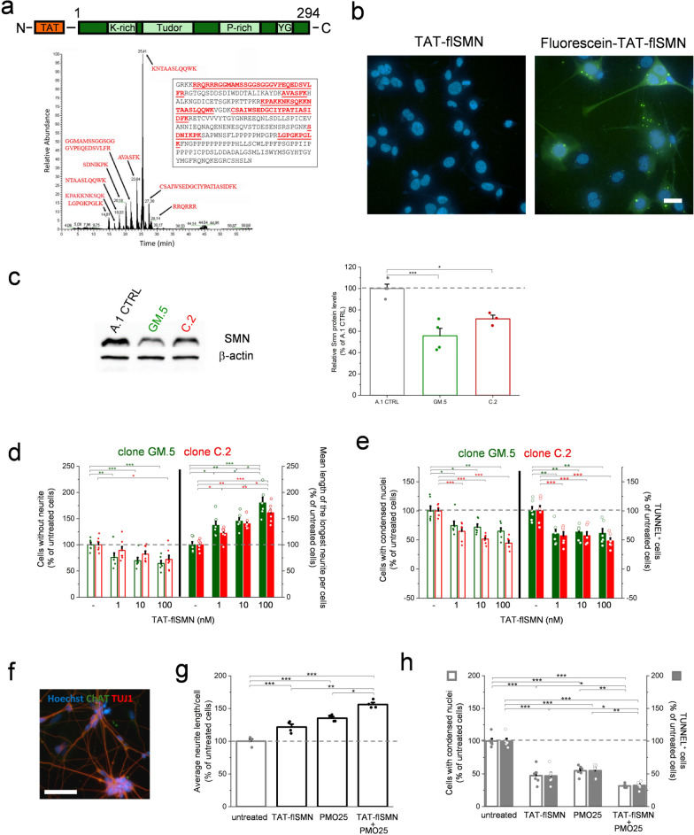 Recombinant SMN protein synergizes with spinal muscular atrophy therapy to counteract pathological motor neuron phenotypes.