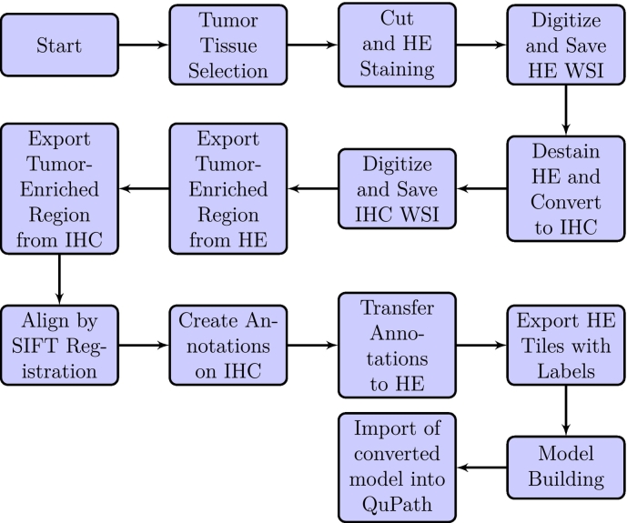 Leveraging deep learning for identification and segmentation of “CAF-1/p60-positive” nuclei in oral squamous cell carcinoma tissue samples