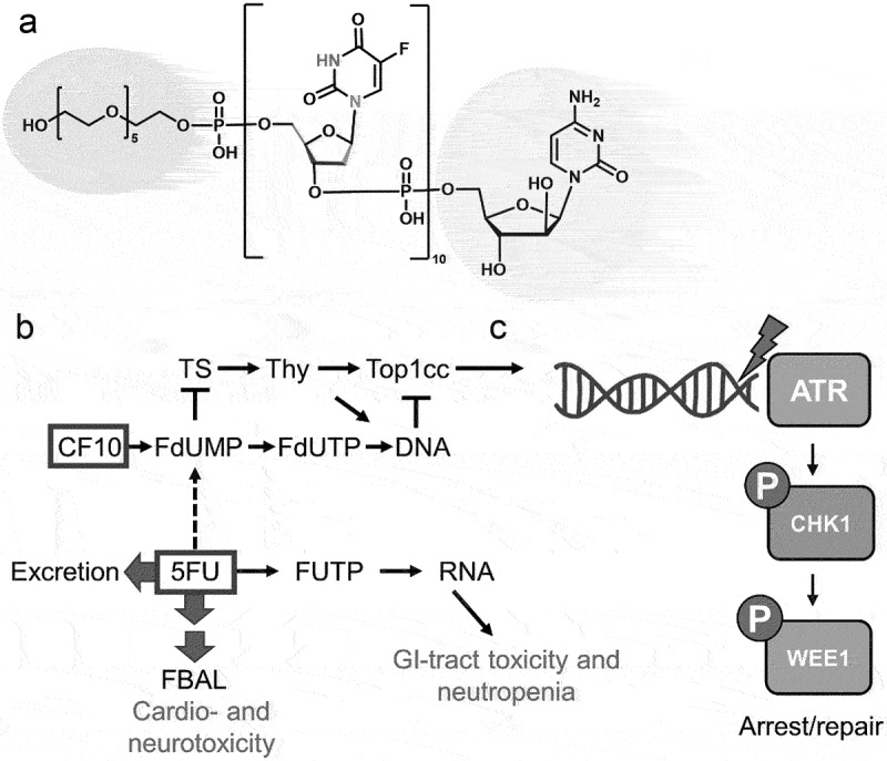 The polymeric fluoropyrimidine CF10 overcomes limitations of 5-FU in pancreatic ductal adenocarcinoma cells through increased replication stress.