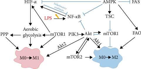 Metabolic Reprograming of Macrophages: A New Direction in Traditional Chinese Medicine for Treating Liver Failure.