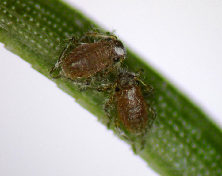 The 'genetic zipper' method offers a cost-effective solution for aphid control.