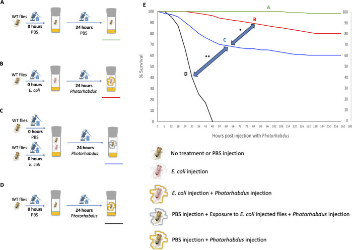 A model of proximate protection against pathogenic infection through shared immunity.