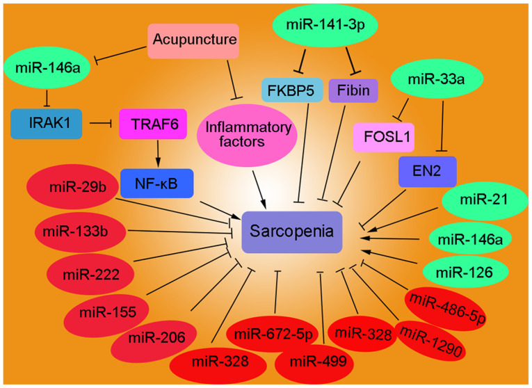 Molecular mechanisms and therapeutic strategies of gut microbiota modulation in Sarcopenia (Review).
