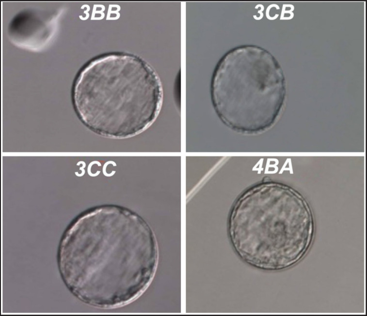 Effects of edible bird's nest and EDTA on cadmium toxicity exposed rats' embryo production, quality, and pre- and post-embryo transfer pregnancy rates.