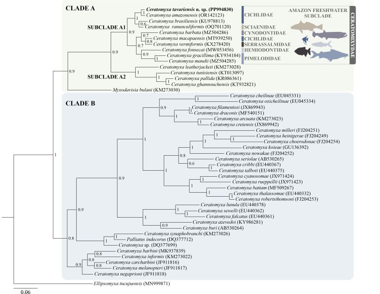 A new Ceratomyxa (Cnidaria: Myxosporea) infecting the ornamental fish species Pterophyllum scalare from the Amazon Region, Brazil.