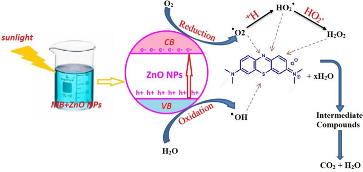 Green synthesis of zinc oxide nanoparticles using Padina pavonica extract for efficient photocatalytic removal of methylene blue.