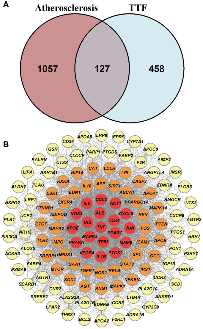 Study on the anti-atherosclerosis mechanisms of Tanyu Tongzhi formula based on network pharmacology, Mendelian randomization, and experimental verification.