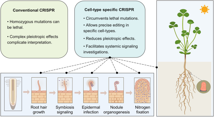 Applying conventional and cell-type-specific CRISPR/Cas9 genome editing in legume plants