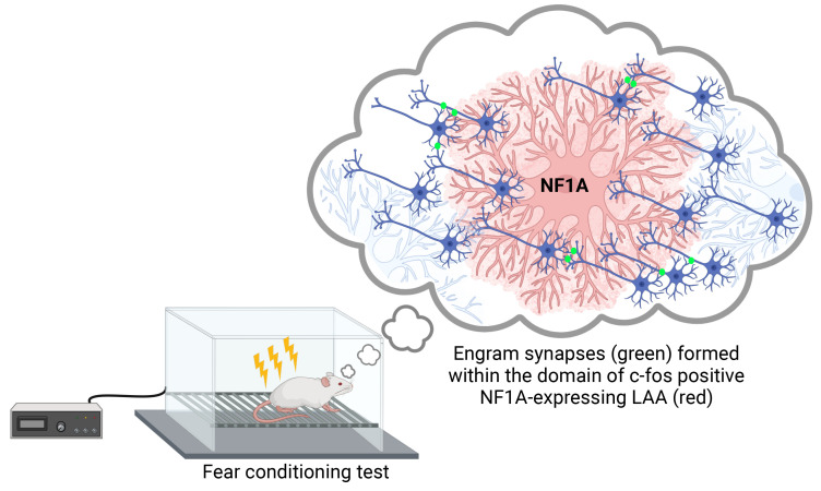 Can Astrocytes Store and Recall Memory? Yes, Indeed!