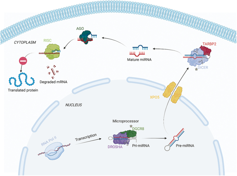 MicroRNA regulator gene mutations in thyroid follicular nodular disease and thyroid cancer: does it all come down to timing?