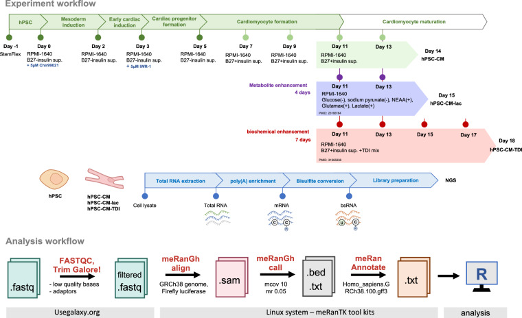 Transcriptome-wide RNA 5-methylcytosine profiles of human iPSCs and iPSC-derived cardiomyocytes.