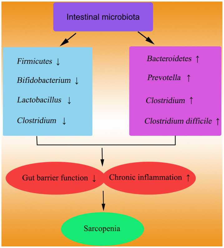 Molecular mechanisms and therapeutic strategies of gut microbiota modulation in Sarcopenia (Review).