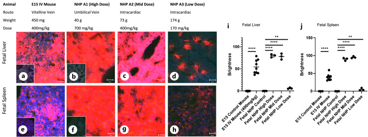 Biodistribution of Polymeric Nanoparticles following in utero Delivery to a Nonhuman Primate.