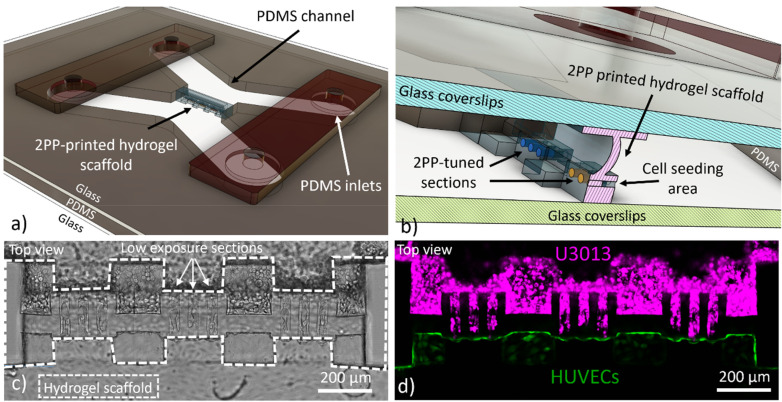 On-chip fabrication of tailored 3D hydrogel scaffolds to model cancer cell invasion and interaction with endothelial cells.
