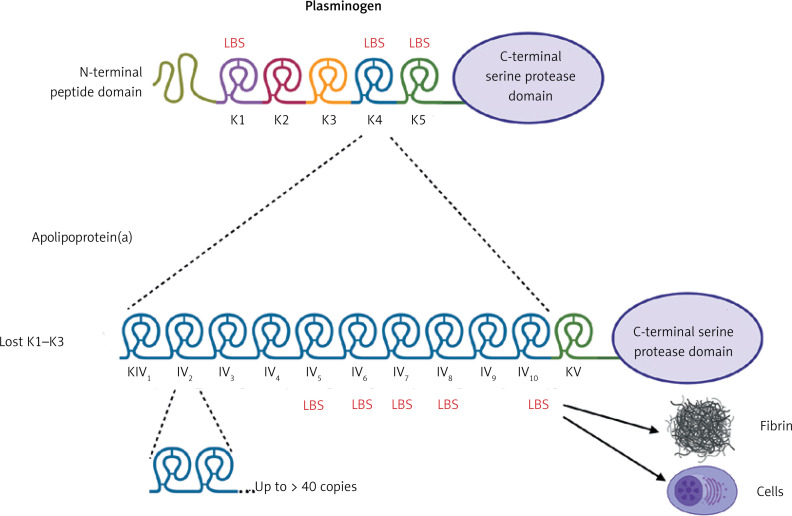 Lipoprotein(a) and thromboembolism: current state of knowledge and unsolved issues.