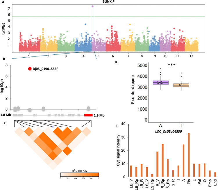 Quantitative trait loci for grain mineral element accumulation in Vietnamese rice landraces.