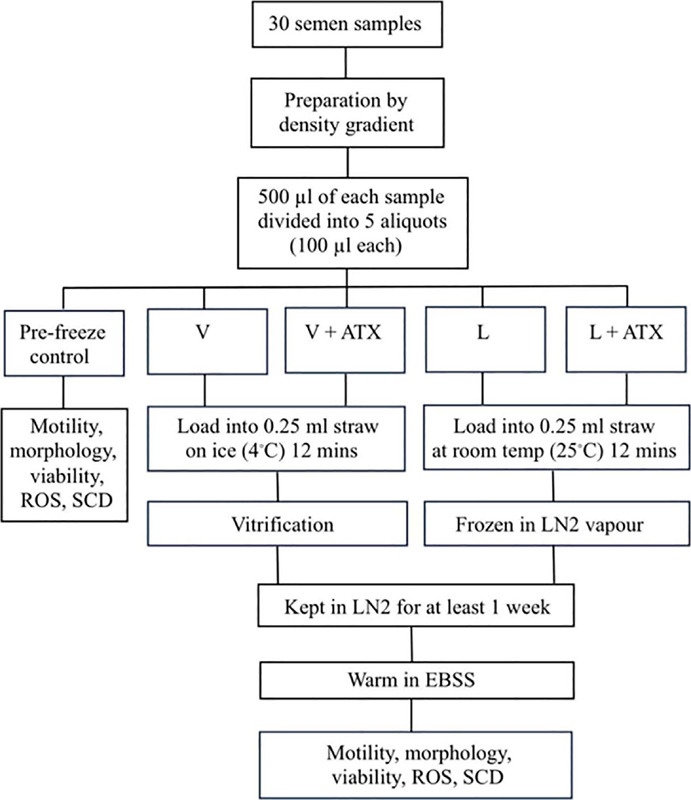 Effects of astaxanthin supplementation during vitrification and liquid nitrogen vapor freezing on motility, morphology, survival, reactive oxygen species (ROS), and DNA fragmentation of post-cryopreserved human sperm.