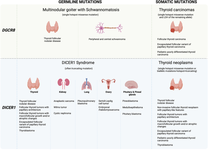 MicroRNA regulator gene mutations in thyroid follicular nodular disease and thyroid cancer: does it all come down to timing?