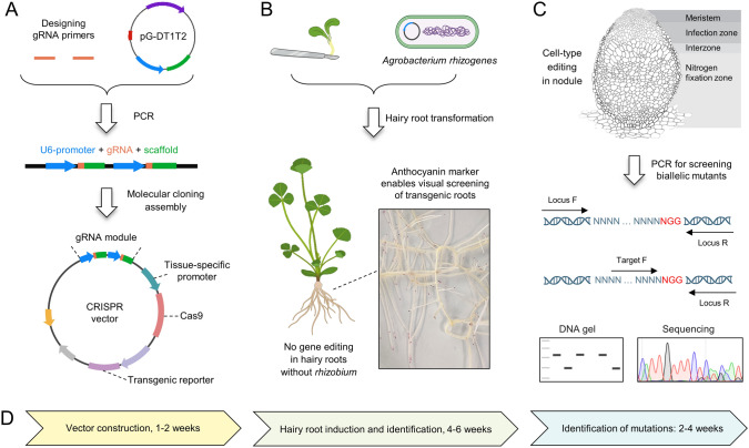 Applying conventional and cell-type-specific CRISPR/Cas9 genome editing in legume plants