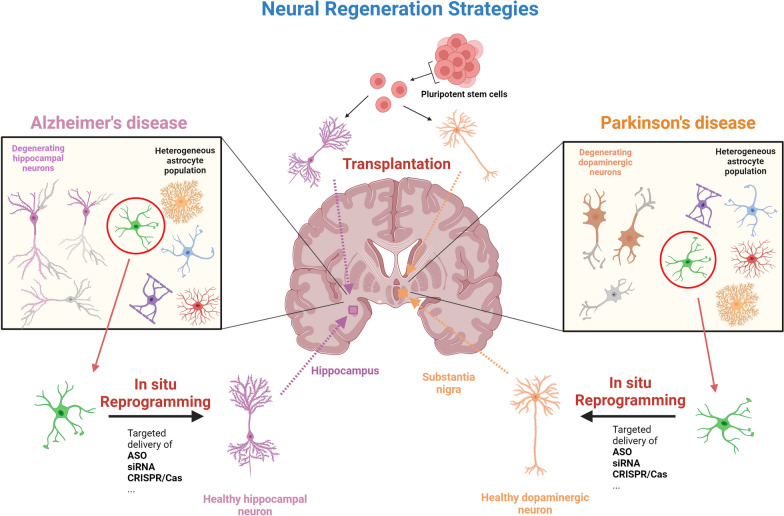 Controversies and insights into PTBP1-related astrocyte-neuron transdifferentiation: neuronal regeneration strategies for Parkinson's and Alzheimer's disease.
