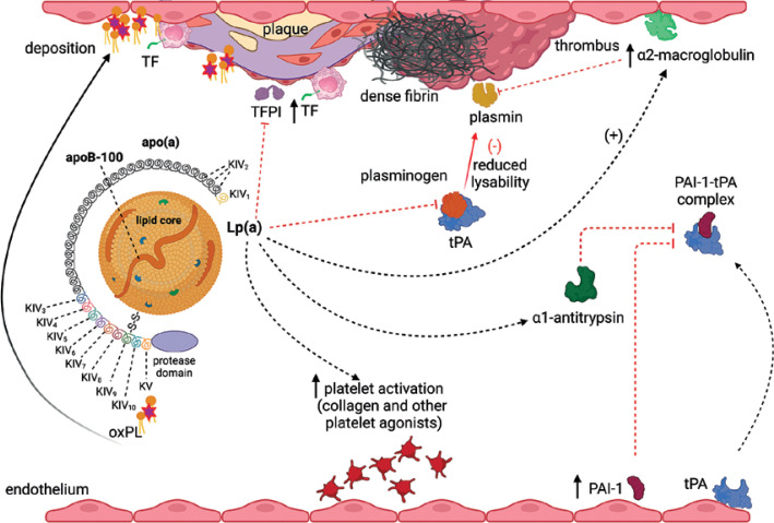 Lipoprotein(a) and thromboembolism: current state of knowledge and unsolved issues.