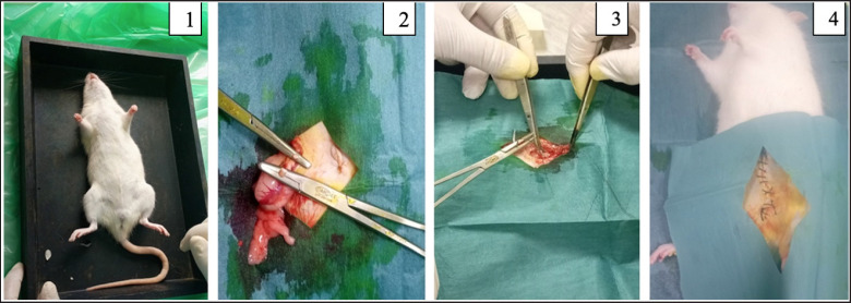 Effects of edible bird's nest and EDTA on cadmium toxicity exposed rats' embryo production, quality, and pre- and post-embryo transfer pregnancy rates.