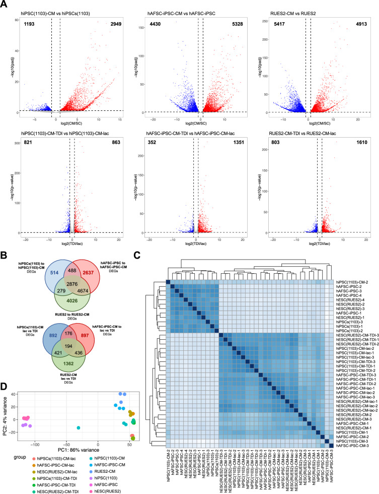 Transcriptome-wide RNA 5-methylcytosine profiles of human iPSCs and iPSC-derived cardiomyocytes.