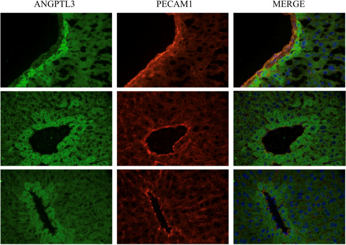 DeepDoublet identifies neighboring cell-dependent gene expression.