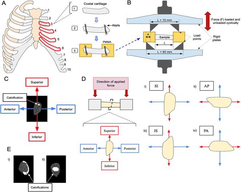 Bending properties of human cartilaginous ribs and costal cartilage material vary with age, sex, and calcification.