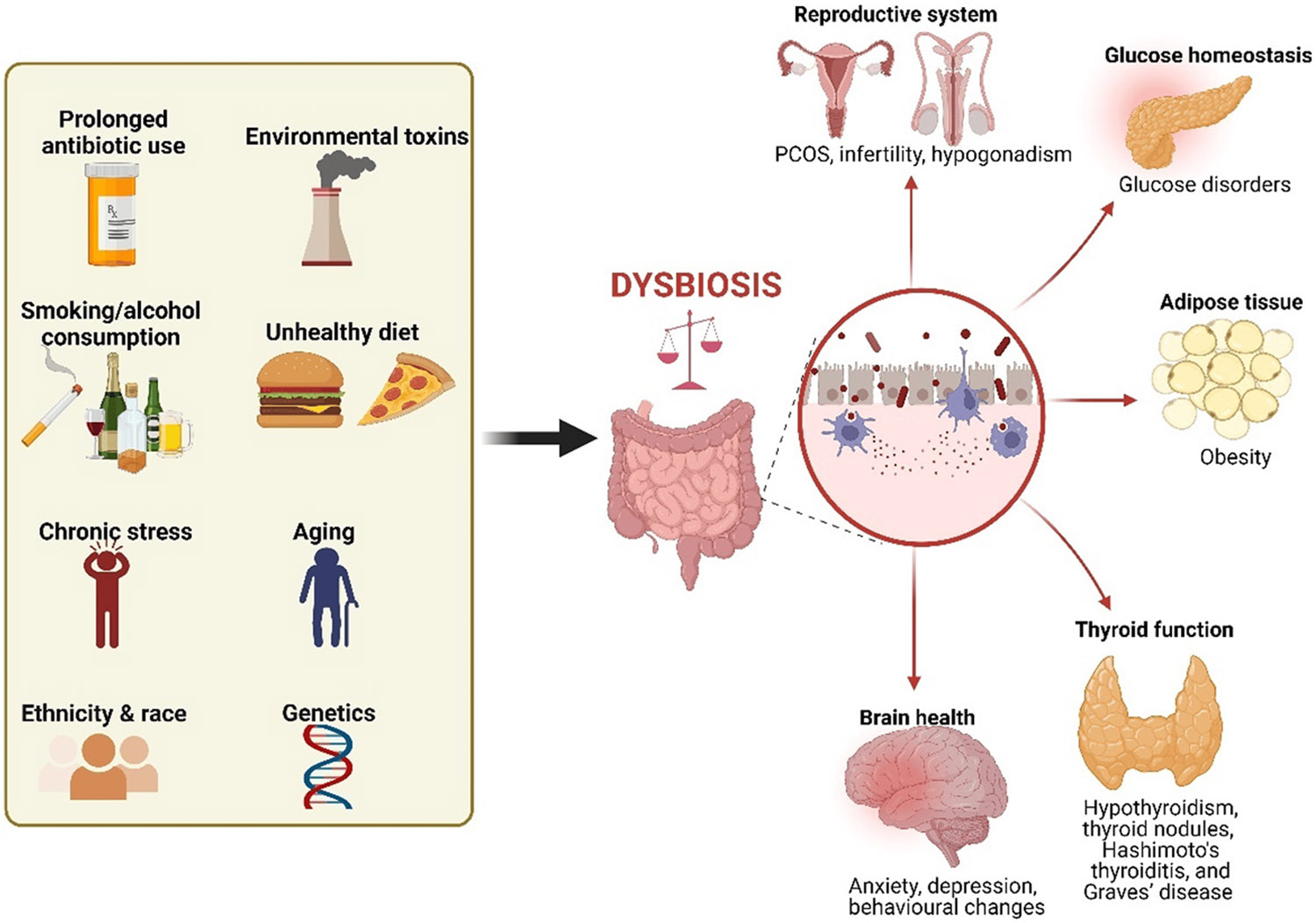 Impact of Probiotics and Prebiotics on Gut Microbiome and Hormonal Regulation.