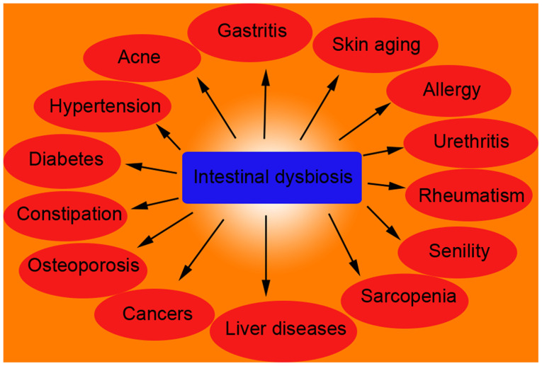 Molecular mechanisms and therapeutic strategies of gut microbiota modulation in Sarcopenia (Review).