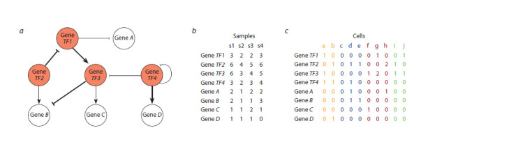 Reconstruction of gene regulatory networks from single cell transcriptomic data.