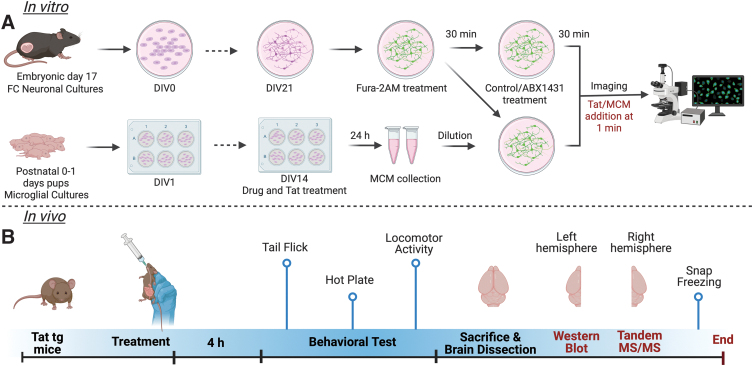 Acute Effects of Monoacylglycerol Lipase Inhibitor ABX1431 on Neuronal Hyperexcitability, Nociception, Locomotion, and the Endocannabinoid System in HIV-1 Tat Male Mice.