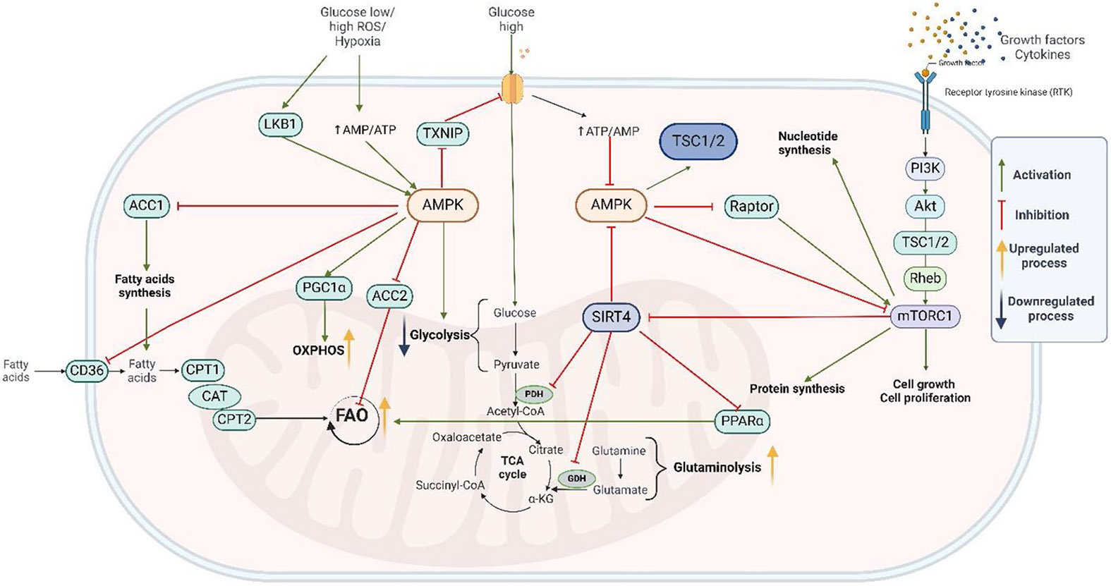 Feasibility and Safety of Targeting Mitochondria Function and Metabolism in Acute Myeloid Leukemia.