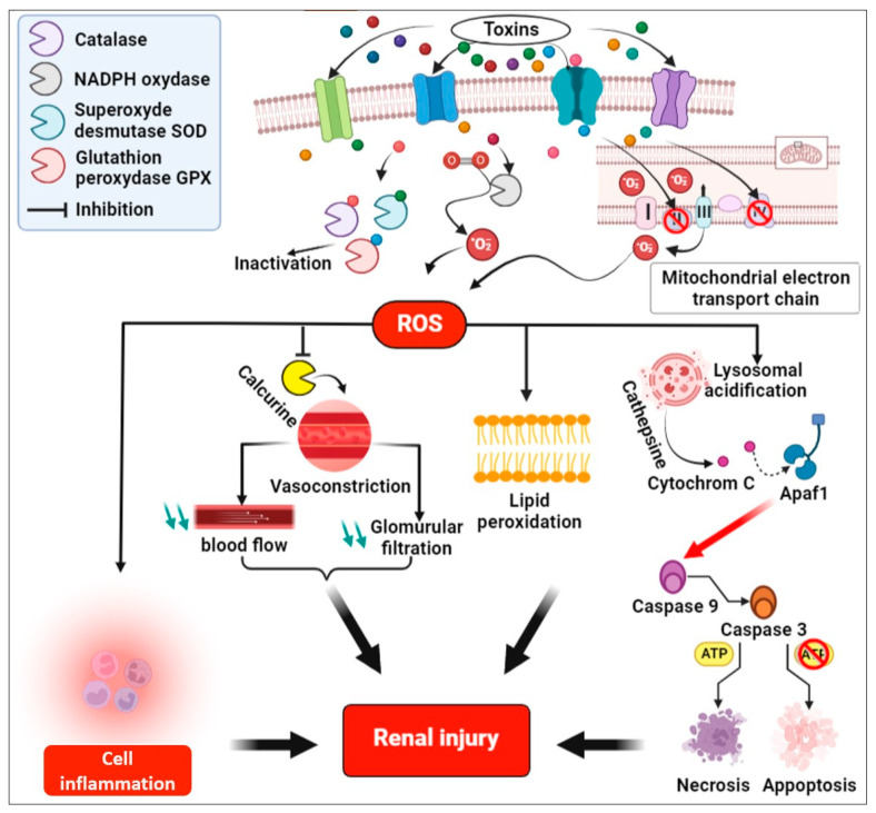 Chronic Kidney Disease of Unknown Etiology: A Global Health Threat in Rural Agricultural Communities-Prevalence, Suspected Causes, Mechanisms, and Prevention Strategies.