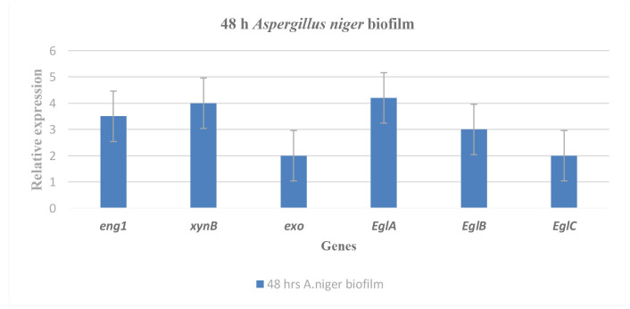 Study of the antagonistic relationship between gene expression biofilm of <i>Aspergillus niger</i> and <i>Staphylococcus aureus</i> that cause otomycosis.
