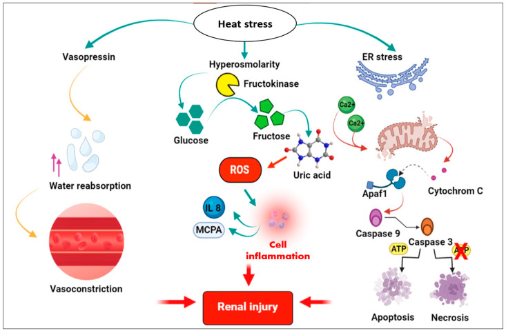Chronic Kidney Disease of Unknown Etiology: A Global Health Threat in Rural Agricultural Communities-Prevalence, Suspected Causes, Mechanisms, and Prevention Strategies.