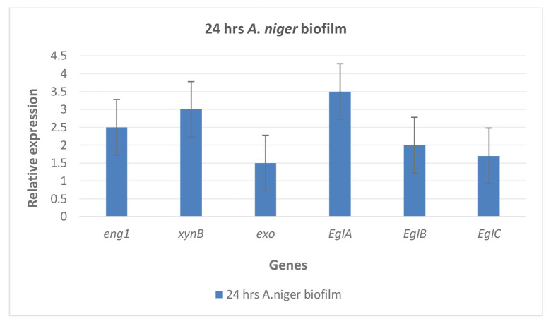 Study of the antagonistic relationship between gene expression biofilm of <i>Aspergillus niger</i> and <i>Staphylococcus aureus</i> that cause otomycosis.