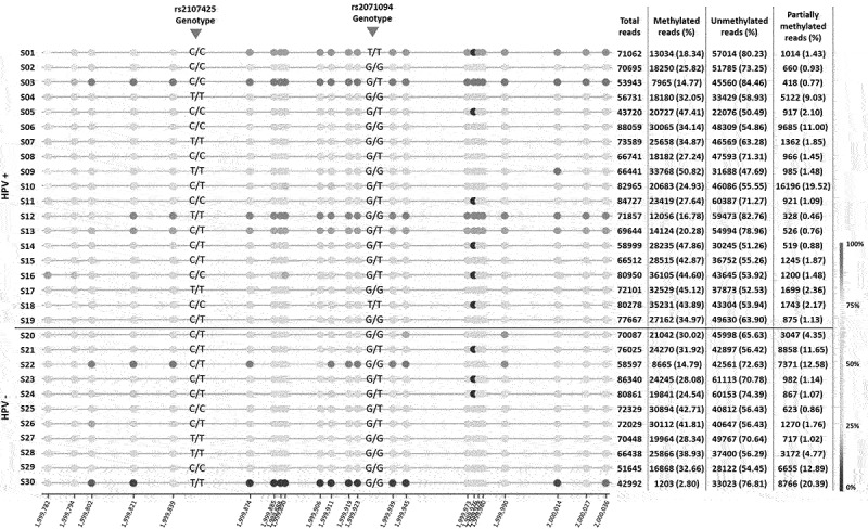 Hypomethylation at H19DMR in penile squamous cell carcinoma is not related to HPV infection.