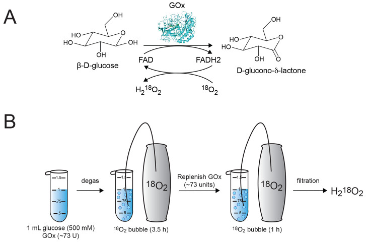 Enzymatic Synthesis of Isotopically Labeled Hydrogen Peroxide for Mass Spectrometry-Based Applications.