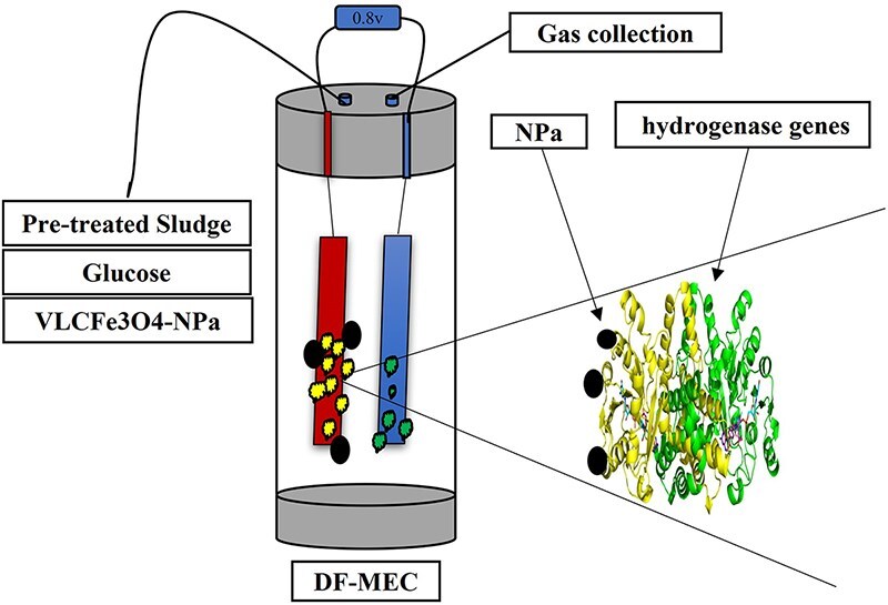 Novel supplementation of Fe3O4-doped green carbonized nanoparticles on hydrogenases genes and microbial biodiversity for enhancing biohydrogen yield in dark fermentation microbial electrohydrogenesis cells.