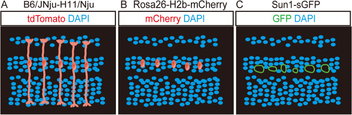 Recent progress of principal techniques used in the study of Müller glia reprogramming in mice.