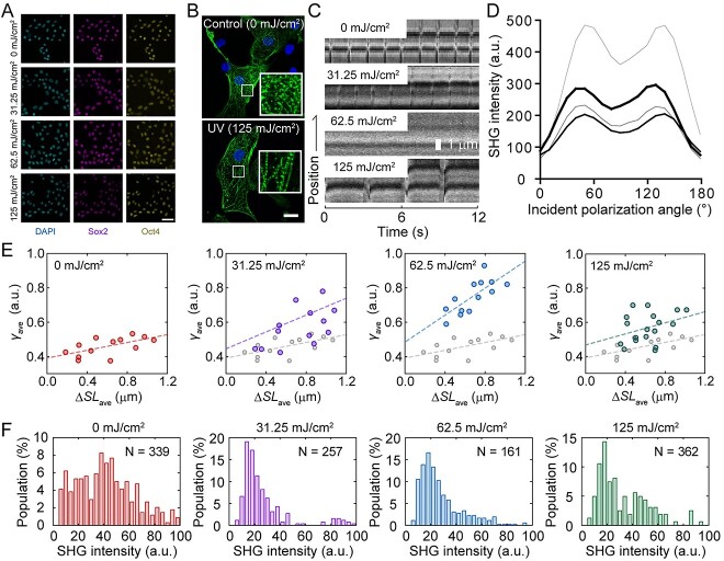 Use of optical techniques to evaluate the ionizing radiation effects on biological specimens.