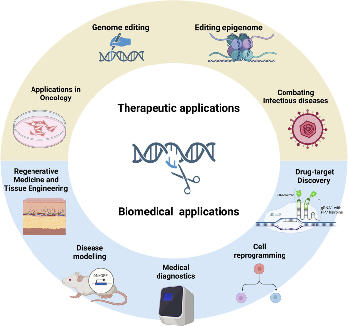 Advances in CRISPR-Cas technology and its applications: revolutionising precision medicine.