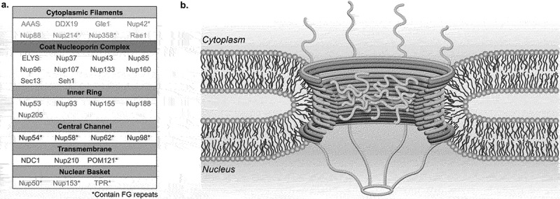 Nuclear pore dysfunction and disease: a complex opportunity.