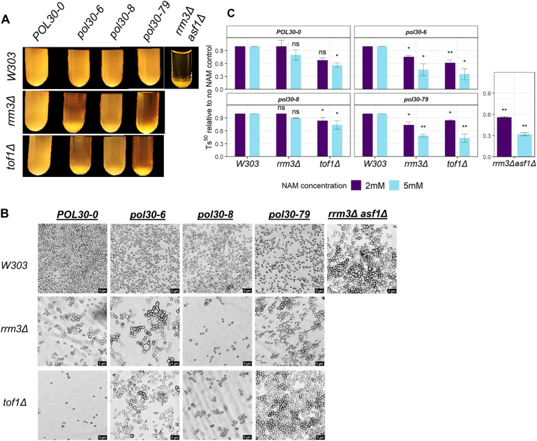 Mutations in the DNA processivity factor POL30 predispose the FLO11 locus to epigenetic instability in S. cerevisiae.