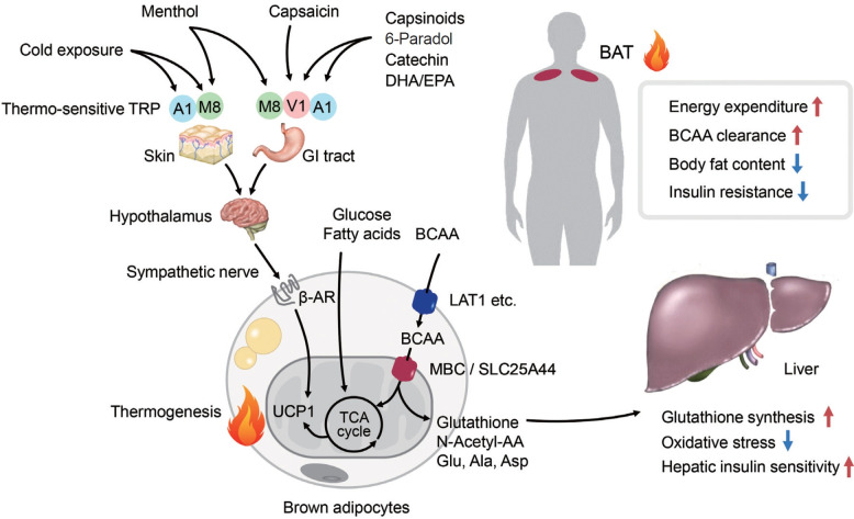 Brown Fat and Metabolic Health: The Diverse Functions of Dietary Components.