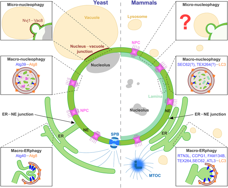 Sculpting nuclear envelope identity from the endoplasmic reticulum during the cell cycle.